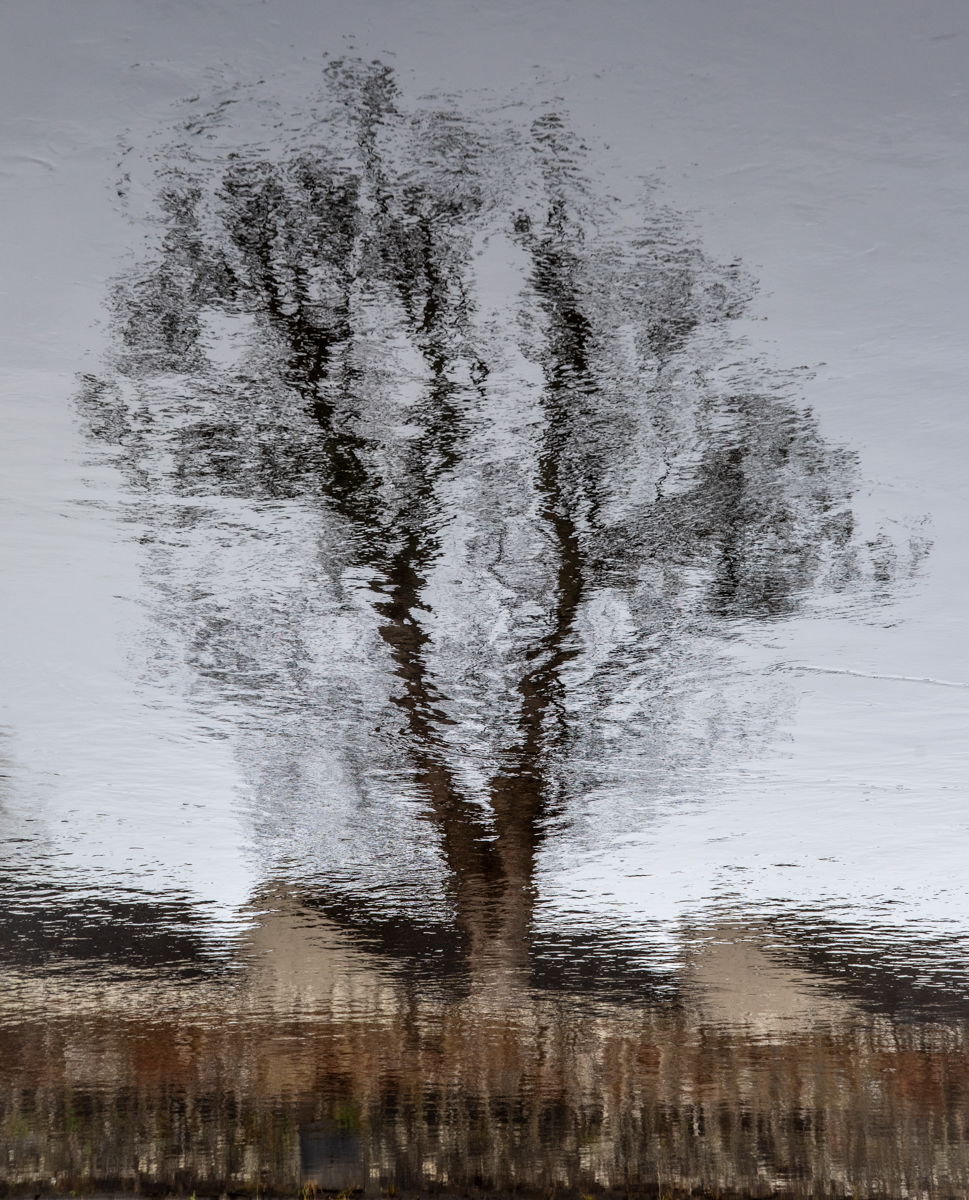 Reflection of a Tree 1st Place - Comp4 Topic 24/25 Rick Riley