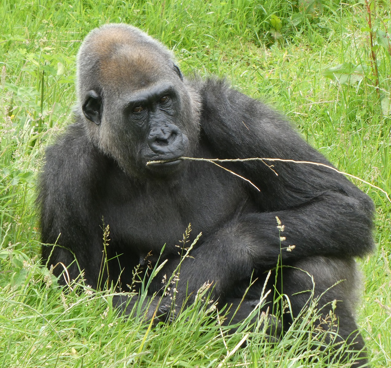 Competition 1 - Animal Kingdom